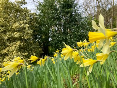 Parkta çiçek açan nergisler, yakın plan.