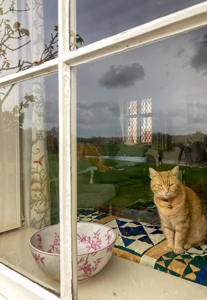  Pencere pervazında cam arkasında oturan kırmızı kedi.. 