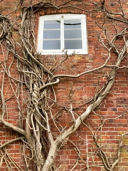 Brick wall with window and wisteria trunk. - Stock Image - Everypixel