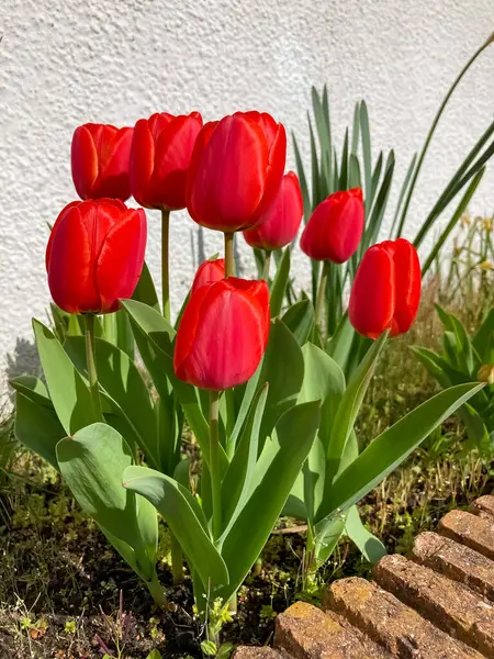 Çiçekteki kırmızı laleler kötü.