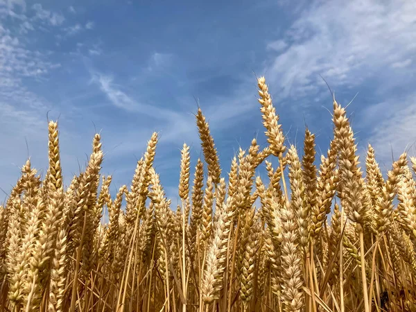 Mavi gökyüzüne yakın taze buğday kulakları. 