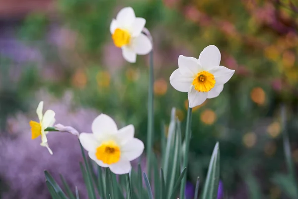 Weiße Narzisse Mit Verschwommenem Hintergrund Die Narzisse Hat Weiße Blüten — Stockfoto