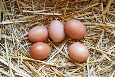 Natural organic eggs on straw, on a farm. The eggs have spots from the chickens. The bio eggs get their appearance from being kept naturally.             