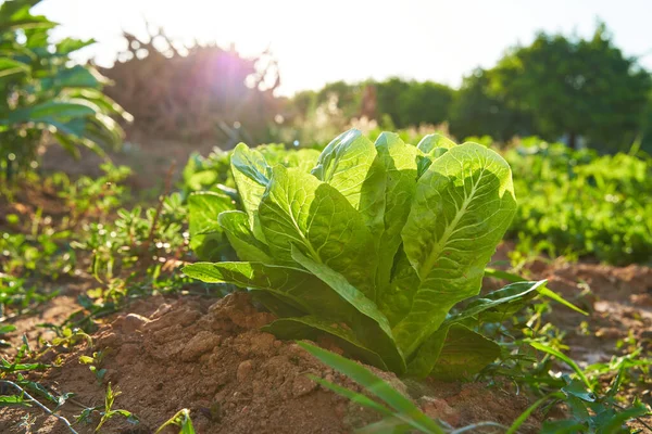 Organic lettuce in soil. The sun shines on the salad from behind. Some weeds are around the salad. Naturally growing vegetables are rich in minerals and vitamins.