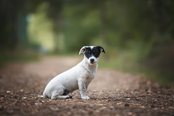 Retrato Bonito Preto Branco Mestiço Filhote Cachorro — Fotografia de Stock