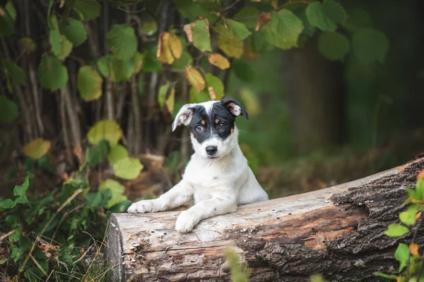 可愛い黒と白のモングレル子犬の肖像画 — ストック写真
