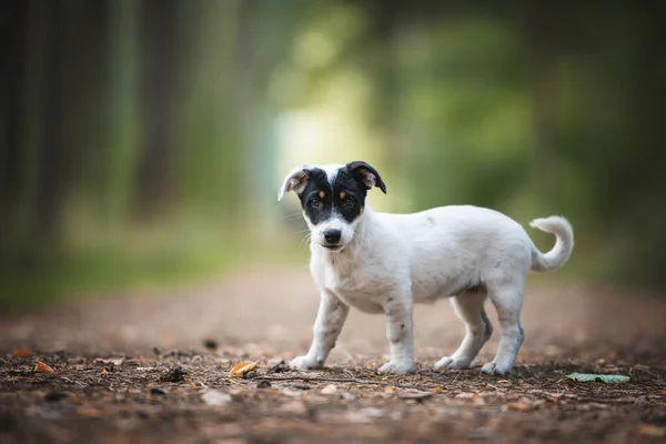 Portret Van Een Schattig Zwart Wit Bastaard Puppy — Stockfoto