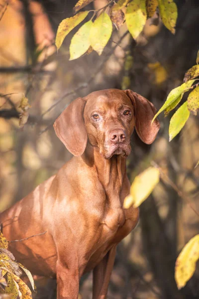 Beautiful Autumn Portrait Hungarian Vizsla Male — Stock Photo, Image