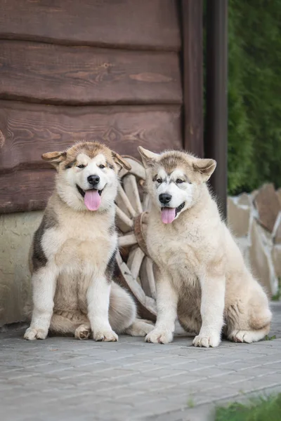 Two Little Cute Puppies Alaskan Malamute — Stock Photo, Image