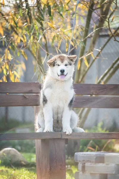 Πορτρέτο Ενός Όμορφου Κουταβιού Alaskan Malamute — Φωτογραφία Αρχείου