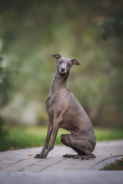 Portret Van Een Prachtige Zittende Italiaanse Greyhound — Stockfoto