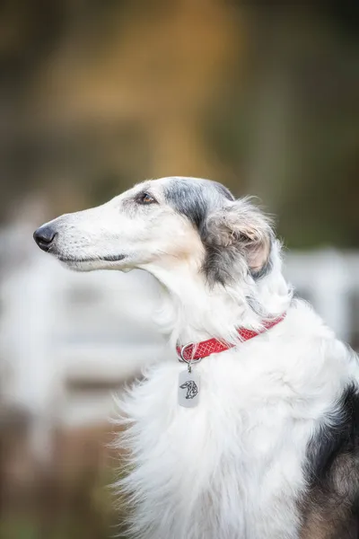 Portret Van Mooie Zwart Wit Russische Wolfshond Hond — Stockfoto