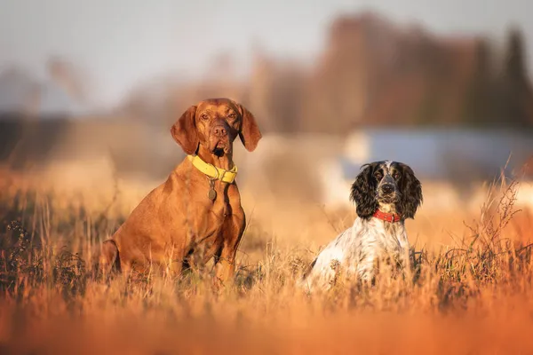 Egy Magyar Vizsla Egy Orosz Vadászspániel Kiskutyájának Portréja Lenyugvó Nap — Stock Fotó