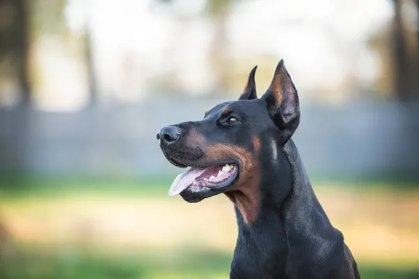 Retrato Masculino Doberman Pinscher Marrón Negro —  Fotos de Stock