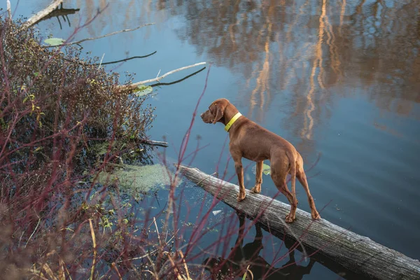 Przystojny Mężczyzna Węgierski Vizsla Stoi Upadłym Drzewie Nad Wodą Rzeki — Zdjęcie stockowe