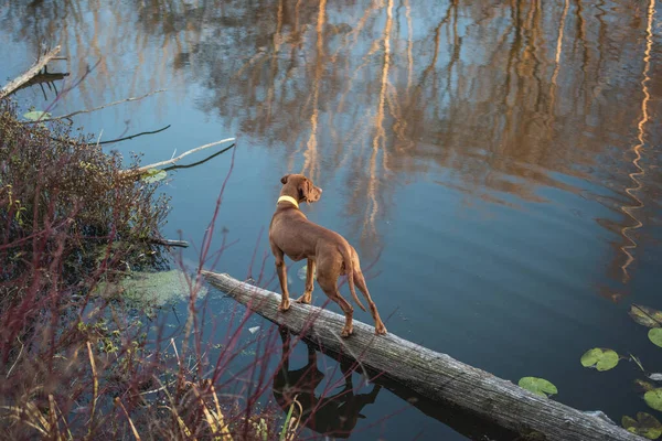 Przystojny Mężczyzna Węgierski Vizsla Stoi Upadłym Drzewie Nad Wodą Rzeki — Zdjęcie stockowe