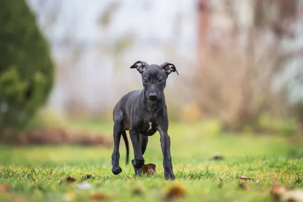 Retrato Lindo Cachorro Italiano Greyhound — Fotografia de Stock