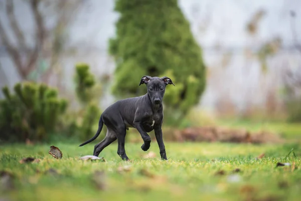 Portret Van Een Prachtige Italiaanse Greyhound Puppy — Stockfoto
