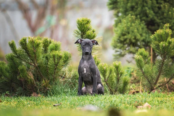 Retrato Cachorro Sentado Italiano Greyhound — Fotografia de Stock