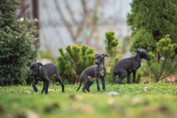 Italiano Greyhound Filhotes Retrato — Fotografia de Stock