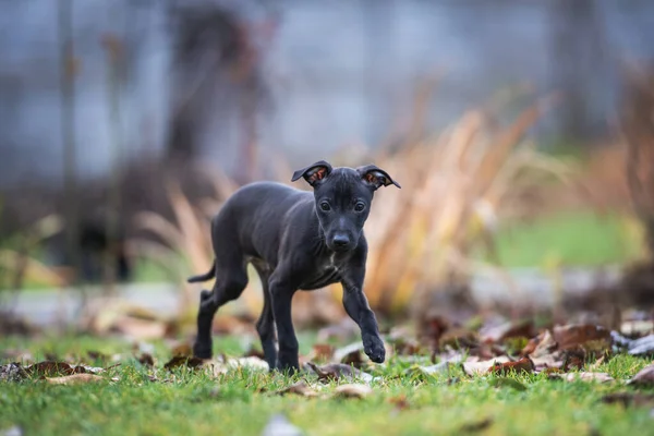 Retrato Lindo Cachorro Italiano Greyhound — Fotografia de Stock