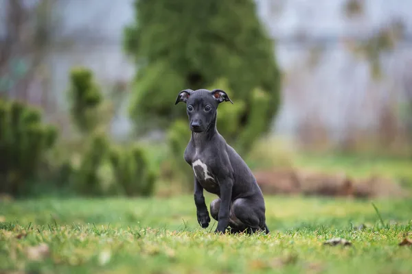 Portret Van Een Zittende Italiaanse Greyhound Puppy — Stockfoto