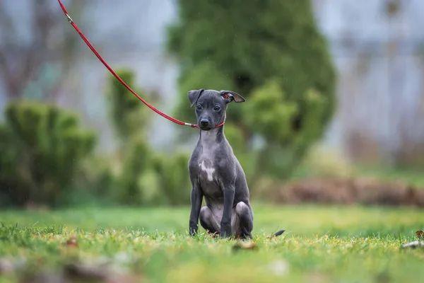 Portret Van Een Zittende Italiaanse Greyhound Puppy — Stockfoto