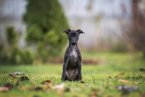 Retrato Cachorro Galgo Italiano Sentado —  Fotos de Stock
