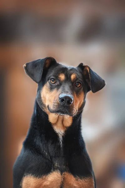 Portret Van Een Schattige Bastaard Hond — Stockfoto