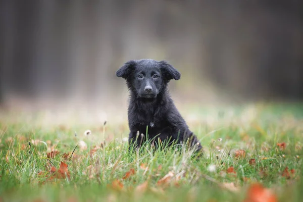 Portrait Cute Black Mongrel Puppy Sitting Grass — Stockfoto
