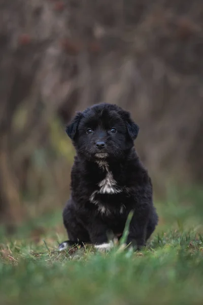 Portret Van Schattige Zwarte Bastaard Puppy Zittend Gras — Stockfoto