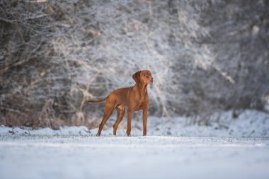 Beautiful male hungarian vizsla dog in the winter forest