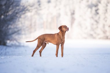 Beautiful male hungarian vizsla dog in the winter forest
