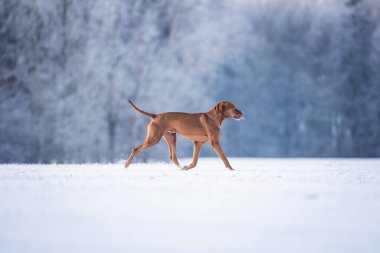 Male hungarian vizsla dog running in the winter forest and making funny faces