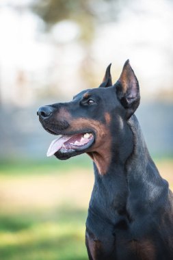 Siyah kahverengi erkek doberman Pinscher portresi 