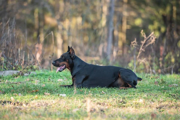 Fekete Barna Férfi Doberman Pinscher Portré — Stock Fotó