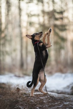 Şirin siyah ve kahverengi köpek yavrusunun portresi.
