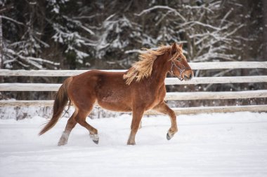 Güzel kırmızı kısrak Levada 'da koşuyor