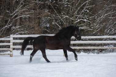 Levada 'da dört nala koşan güzel siyah aygır