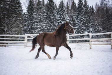 Levada 'da koşan güzel, koyu kahverengi kısrak.
