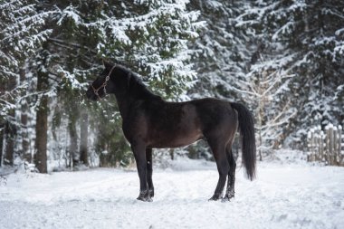 Genç siyah aygır kış ormanlarında boy gösteriyor.