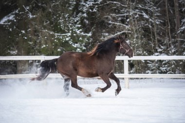 Levada 'da dört nala koşan güzel koyu kahverengi kısrak.