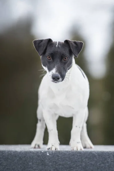 Portret Van Een Jonge Vrouw Jack Russell Terrier — Stockfoto