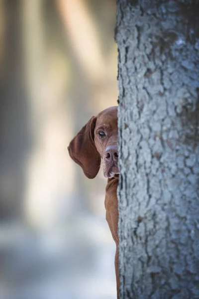 Perro Caza Esconde Detrás Árbol —  Fotos de Stock