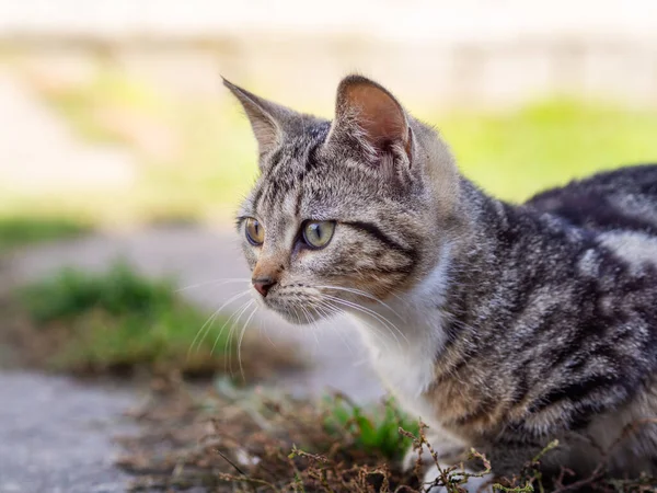 kot domowy cat mruczek