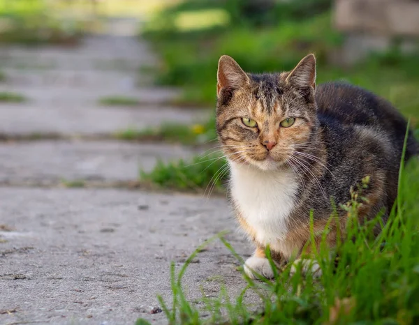 kot domowy cat mruczek