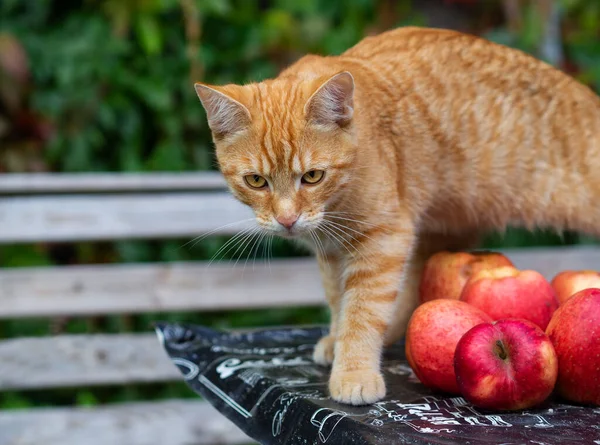 kot domowy cat mruczek