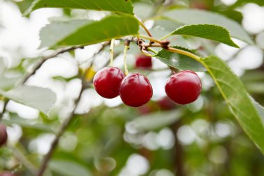 Yakından bakınca kiraz ağacının dalında asılı koyu kırmızı kirazlar..