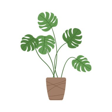 Saksı bitkisi tropikal bir canavardır. Renk vektörü çizimi düz stil. Beyaz izole arkaplan.