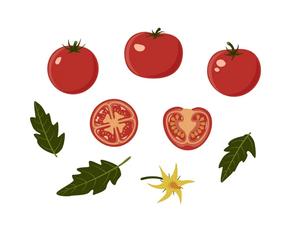 Uppsättning mogna blanka tomater, skivor, blad och en blomma. Färg illustration, platt stil. Vit isolerad bakgrund. — Stock vektor